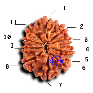 11 Mukhi Nepalese Rudraksha - Bead No. 382