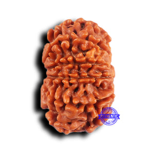 11 Mukhi Nepalese Rudraksha - Bead No. 382