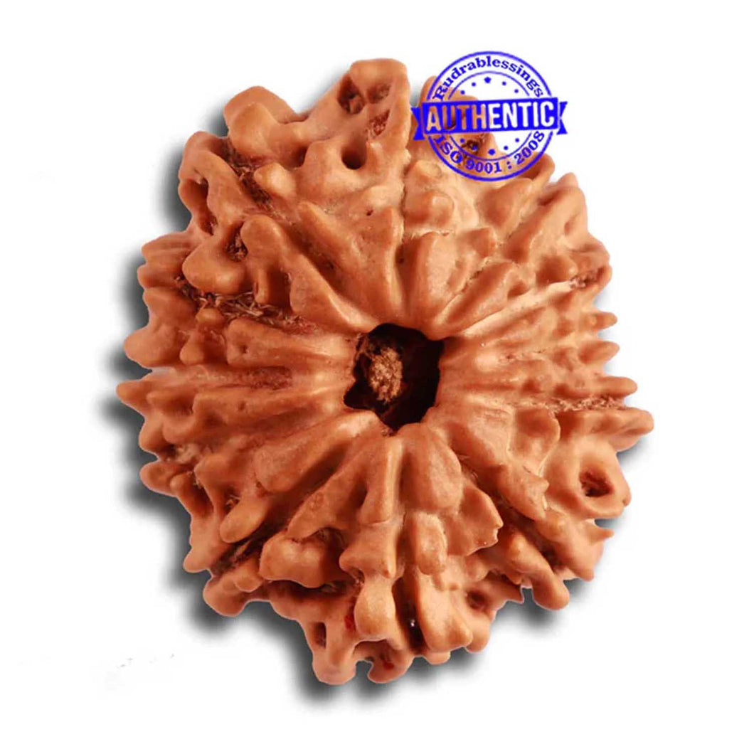 11 Mukhi Nepalese Rudraksha - Bead No. 317