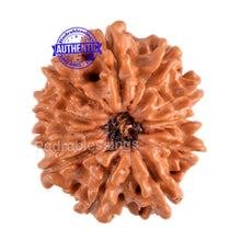 Load image into Gallery viewer, 11 Mukhi Nepalese Rudraksha - Bead No. 85
