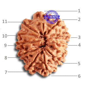 11 Mukhi Nepalese Rudraksha - Bead No. 317