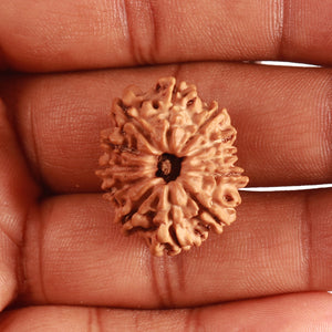 11 Mukhi Nepalese Rudraksha - Bead No. 317