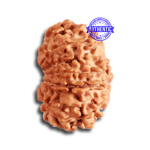 11 Mukhi Nepalese Rudraksha - Bead No. 317