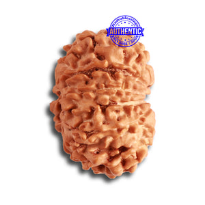 11 Mukhi Nepalese Rudraksha - Bead No. 317