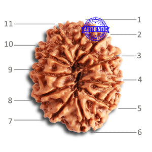 11 Mukhi Nepalese Rudraksha - Bead No. 323