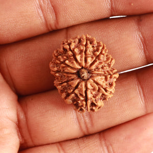 11 Mukhi Nepalese Rudraksha - Bead No. 323