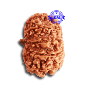 11 Mukhi Nepalese Rudraksha - Bead No. 323