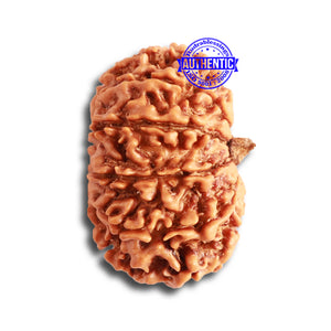 11 Mukhi Nepalese Rudraksha - Bead No. 323