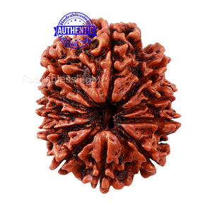 11 Mukhi Nepalese Rudraksha - Bead No. 140