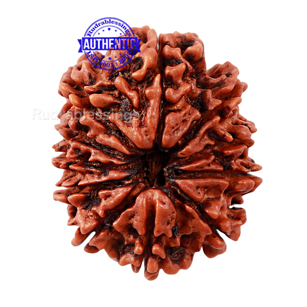 11 Mukhi Nepalese Rudraksha - Bead No. 140