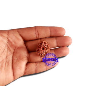 11 Mukhi Nepalese Rudraksha - Bead No. 309