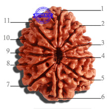 Load image into Gallery viewer, 11 Mukhi Nepalese Rudraksha - Bead No. 309
