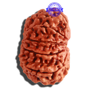 11 Mukhi Nepalese Rudraksha - Bead No. 309