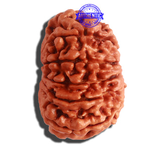 11 Mukhi Nepalese Rudraksha - Bead No. 309