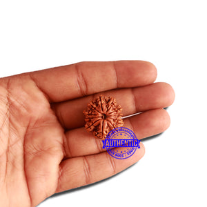 11 Mukhi Nepalese Rudraksha - Bead No. 308