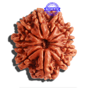 11 Mukhi Nepalese Rudraksha - Bead No. 308