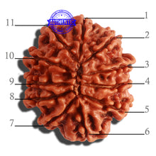 Load image into Gallery viewer, 11 Mukhi Nepalese Rudraksha - Bead No. 308
