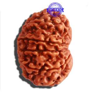 11 Mukhi Nepalese Rudraksha - Bead No. 308