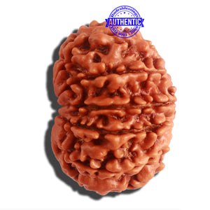 11 Mukhi Nepalese Rudraksha - Bead No. 308