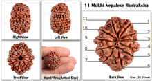 Load image into Gallery viewer, 11 Mukhi Nepalese Rudraksha - Bead No. 82
