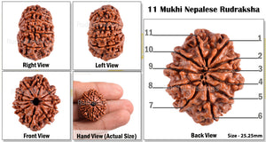 11 Mukhi Nepalese Rudraksha - Bead No. 82