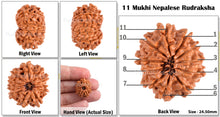 Load image into Gallery viewer, 11 Mukhi Nepalese Rudraksha - Bead No. 85
