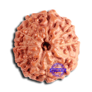 11 Mukhi Indonesian Rudraksha - Bead No. 226