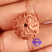 Load image into Gallery viewer, 11 Mukhi Indonesian Rudraksha - Bead No. 226
