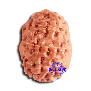 11 Mukhi Indonesian Rudraksha - Bead No. 226