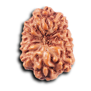 11 Mukhi Indonesian Rudraksha - Bead No. 252