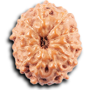 11 Mukhi Indonesian Rudraksha - Bead No. 253