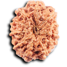 Load image into Gallery viewer, 11 Mukhi Indonesian Rudraksha - Bead No. 254
