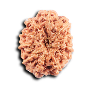 11 Mukhi Indonesian Rudraksha - Bead No. 254