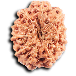 11 Mukhi Indonesian Rudraksha - Bead No. 254