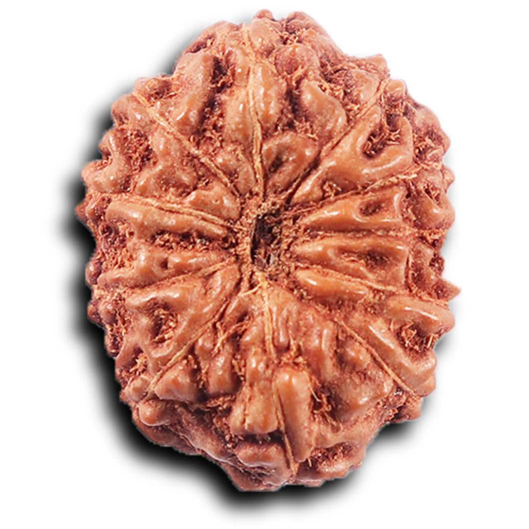 11 Mukhi Indonesian Rudraksha - Bead No.255