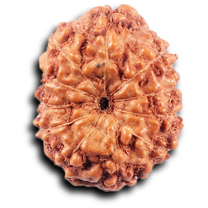 11 Mukhi Indonesian Rudraksha - Bead No. 257