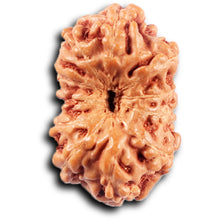 Load image into Gallery viewer, 11 Mukhi Indonesian Rudraksha - Bead No. 258
