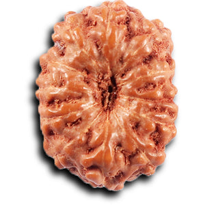 11 Mukhi Indonesian Rudraksha - Bead No. 259