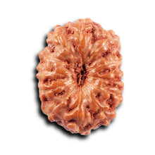 Load image into Gallery viewer, 11 Mukhi Indonesian Rudraksha - Bead No. 259
