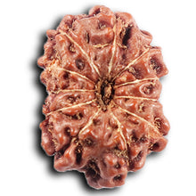 Load image into Gallery viewer, 11 Mukhi Indonesian Rudraksha - Bead No.261
