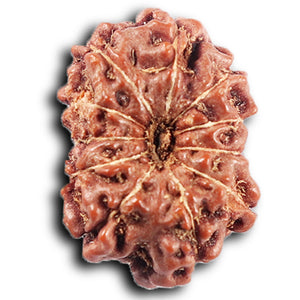 11 Mukhi Indonesian Rudraksha - Bead No.261