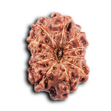 Load image into Gallery viewer, 11 Mukhi Indonesian Rudraksha - Bead No.261
