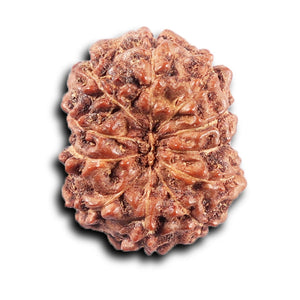 11 Mukhi Indonesian Rudraksha - Bead No. 262