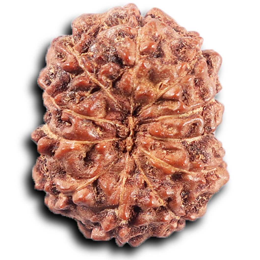 11 Mukhi Indonesian Rudraksha - Bead No. 262