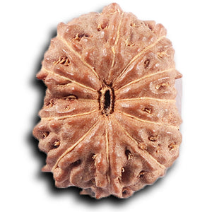 11 Mukhi Indonesian Rudraksha - Bead No. 264