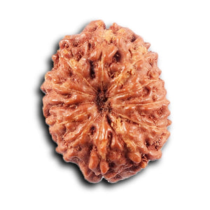 11 Mukhi Indonesian Rudraksha - Bead No. 263