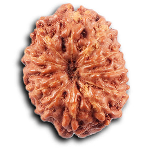 11 Mukhi Indonesian Rudraksha - Bead No. 263