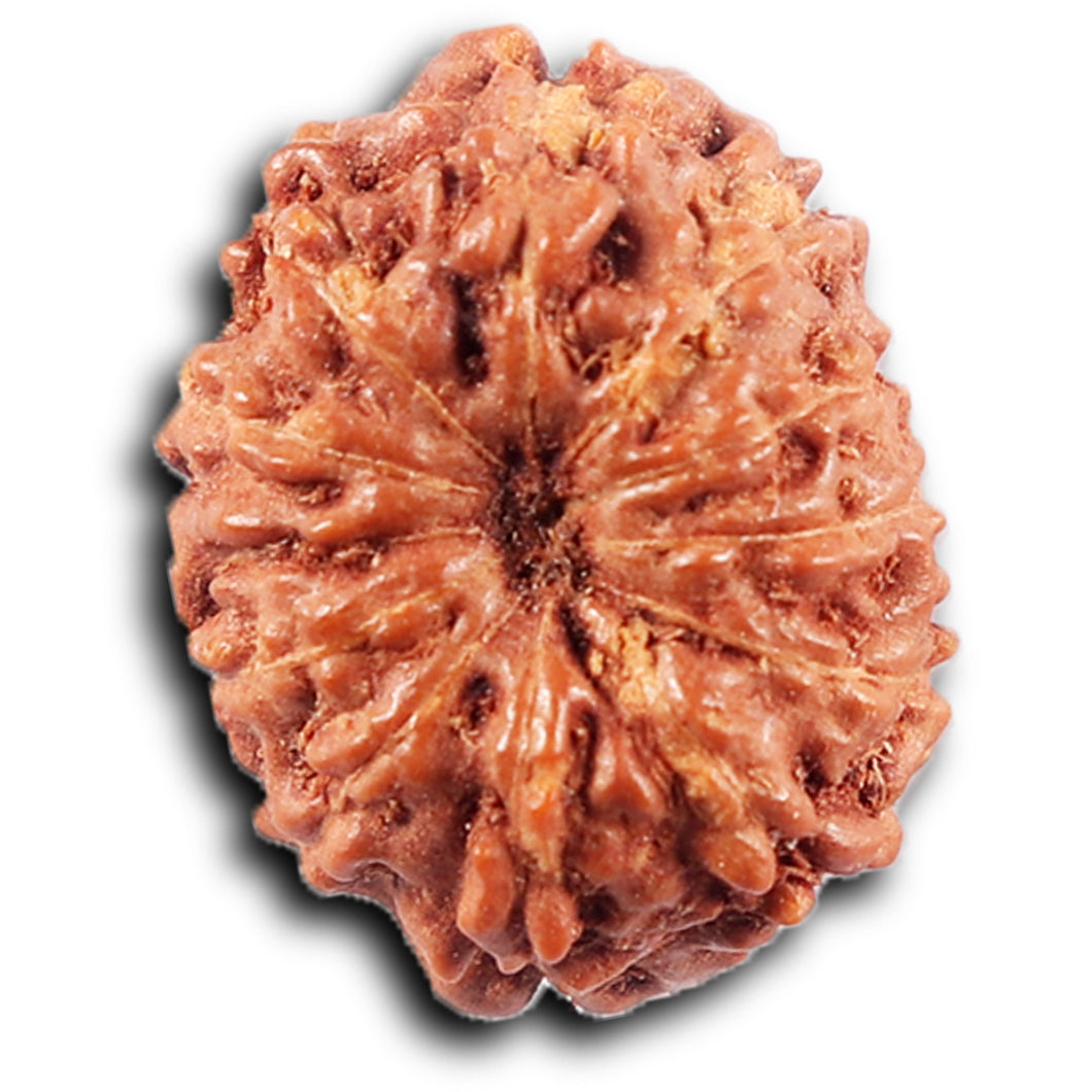 11 Mukhi Indonesian Rudraksha - Bead No. 263