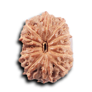 11 Mukhi Indonesian Rudraksha - Bead No. 264