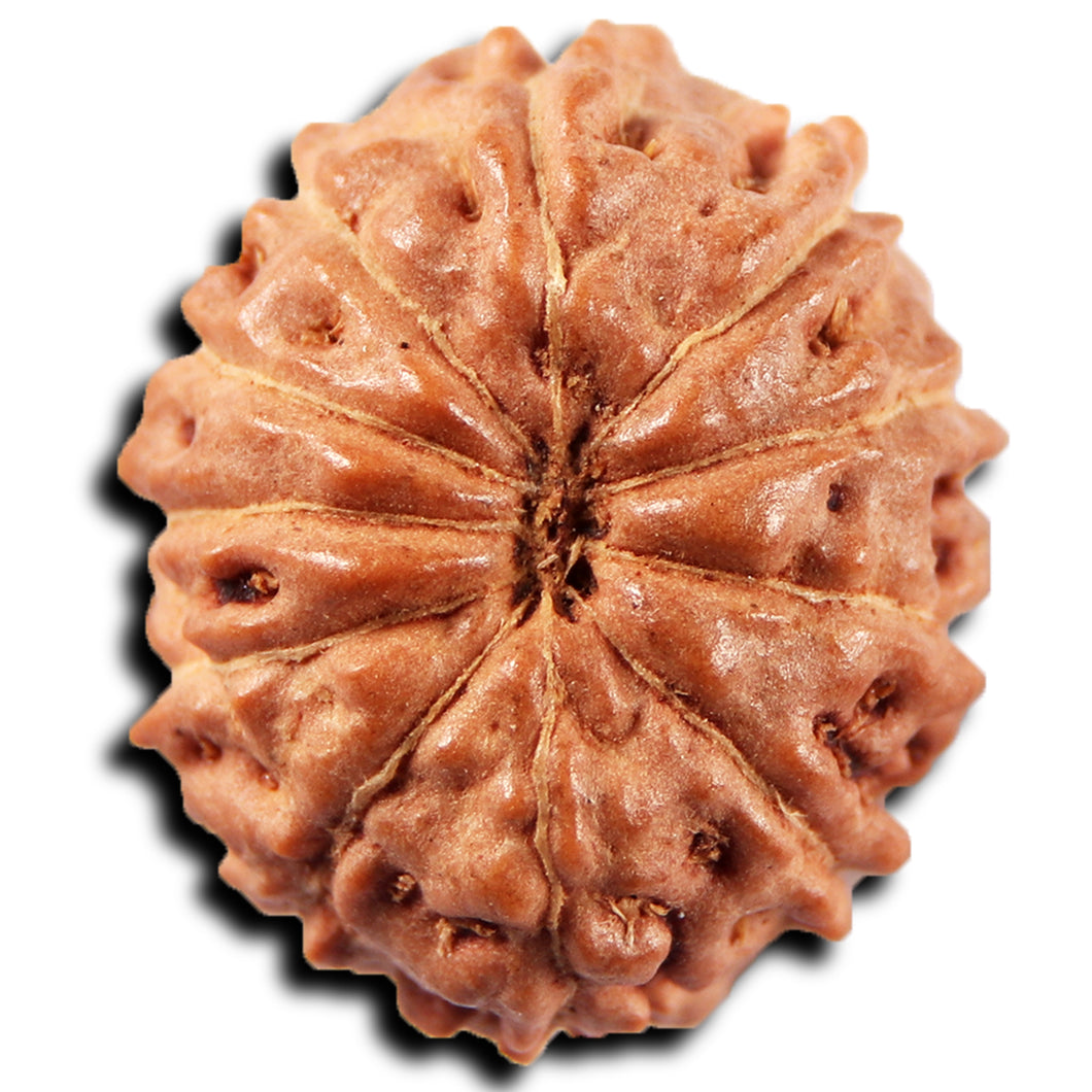 11 Mukhi Indonesian Rudraksha - Bead No. 265